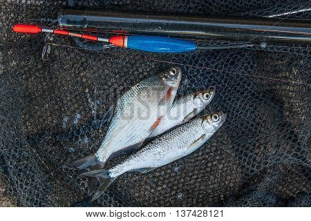 Several Bleak And Bream Fish On Fishing Net. Fishing Rod With Float And Fishing Net As Background.