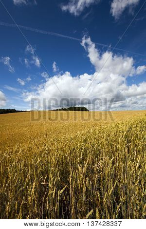 Agricultural field on which grow up ready to harvest ripe yellow cereals