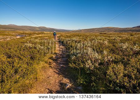 hiker with backpack traveling in Norway mountains Dovrefjell