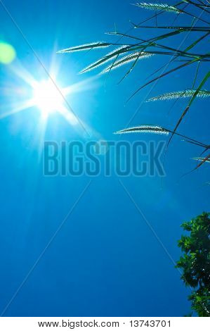 Erba sotto il sole