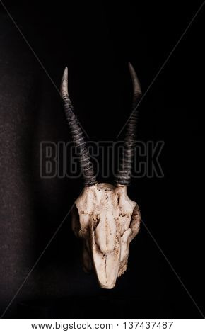 Low key, Skull of goat on black background, front view