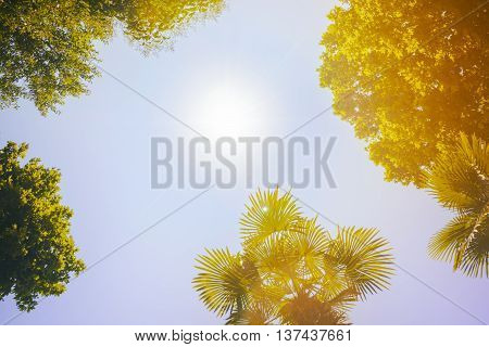 The tops of the trees on the background of clear sky and sun beams in the park. Retro toned.