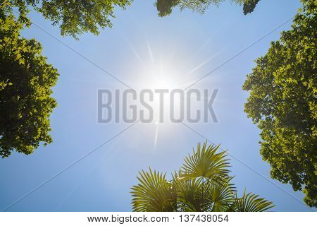 The tops of the trees on the background of clear sky and sun beams in the park