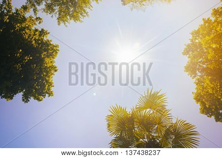 The tops of the trees on the background of clear sky and sun beams in the park. Retro toned.