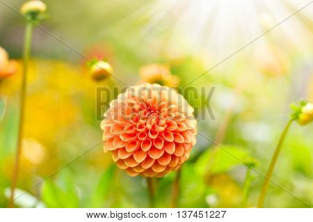 Orange dahlia flower with selective focus on the foreground. Orange flower with copy space and sunlight.