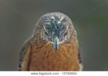 Merlin