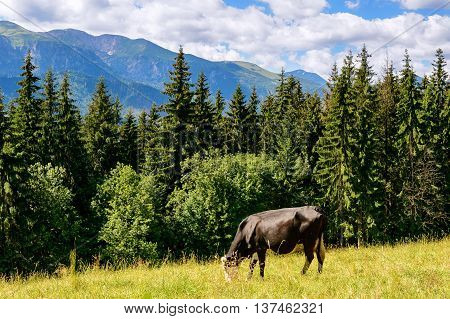 Cow grazing on the hillside (polish mountains)