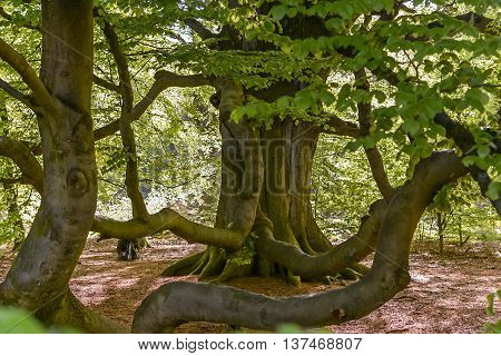 Close up from aBig old tree in forrest