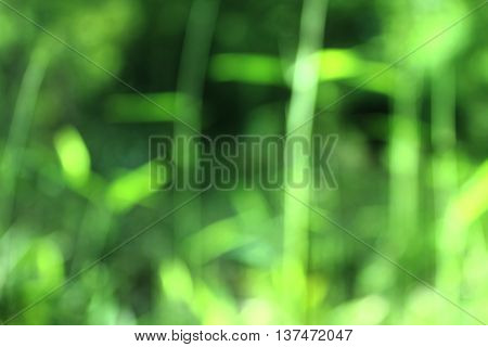 Bamboo Green background bokeh blu,Bamboo arrows China