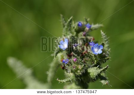 Flowers of a small bugloss or annual bugloss (Anchusa arvensis)
