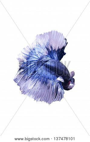 Betta Halfmoon Dark Blue Fighting Fish Close Up