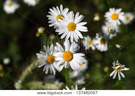 Flowers of a false chamomile (Tripleurospermum inodorum)