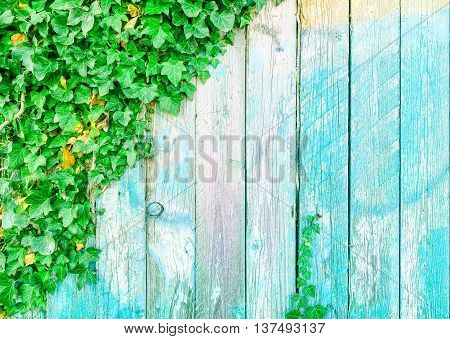 Blue aquamarine wooden background with ivy tree - Painted old wood facade with climbing green ivy plant - Vintage house front with weathered fence and evergreen foliage