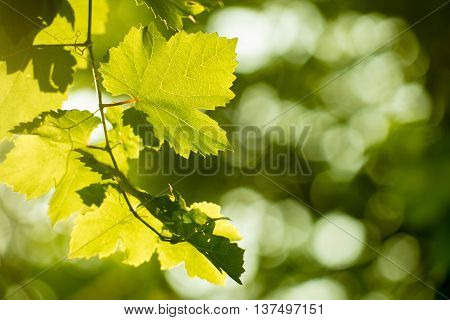 Fresh Green grapes vine on bokeh background