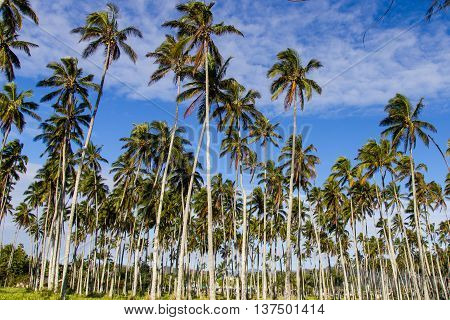 A coconut forest in the morning at Kauai Hawaii.