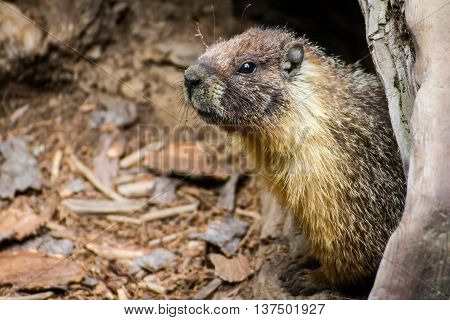 A marmot encountered at Sequoia National Park