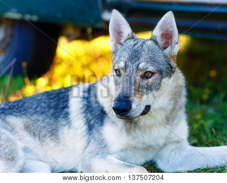domesticated wolf dog resting relaxed on a meadow in shadow of caravan car. Czechoslovakian shepherd