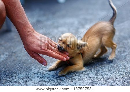 little charming adorable chihuahua puppy on blurred background. Attacking a persons hand