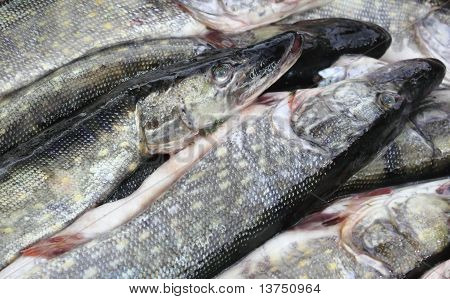 O peixe resfriado