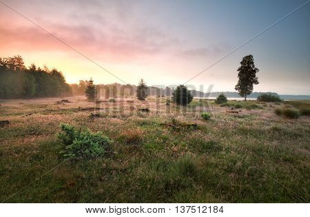 forest meadow by lake in misty sunrise Drenthe Netherlands