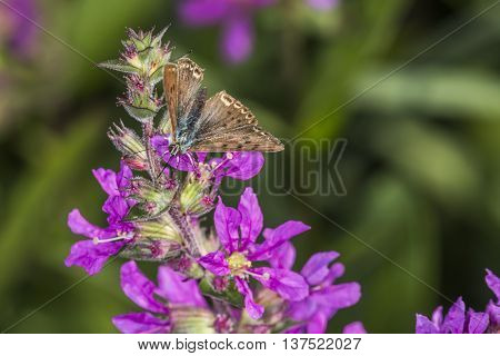 A sooty copper on a purple flower