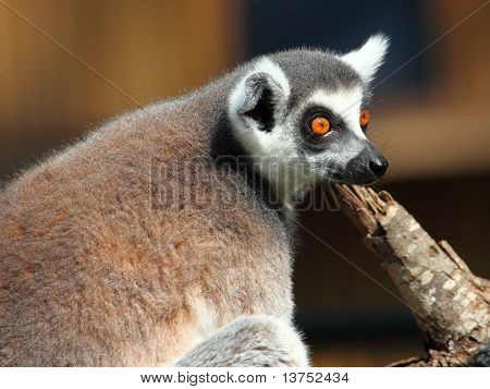 ลีเมอร์ ring-tailed