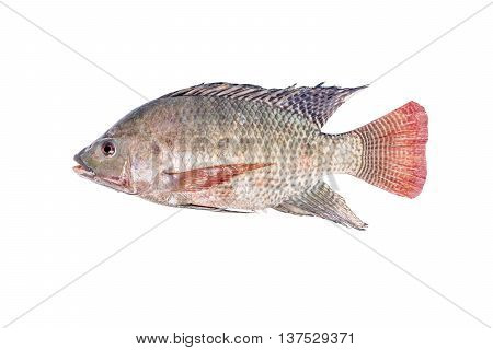 Fresh Tilapia Or Nile Tilapia Fish