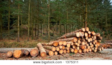 Logs Stacked