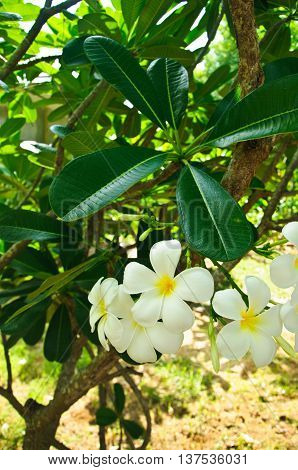 Beautiful white flower in thailand Lan thom flower