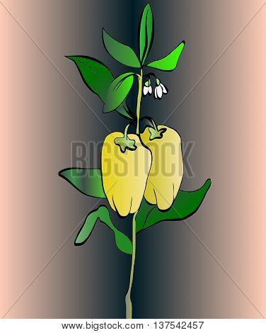 twig with two ripe green pepper vector illustration vegetable