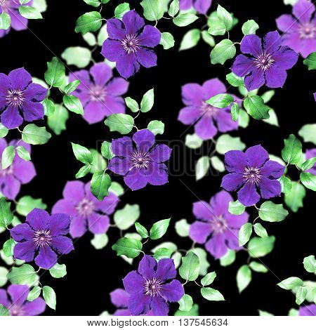 Delicate floral background of beautiful purple clematis