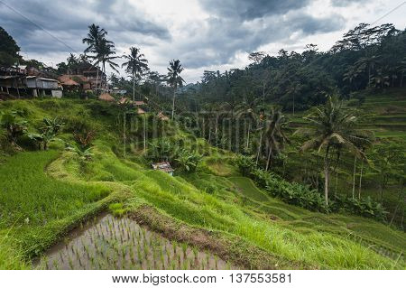 Holiday in Bali, Indonesia - Tegallalang Rice Terrance