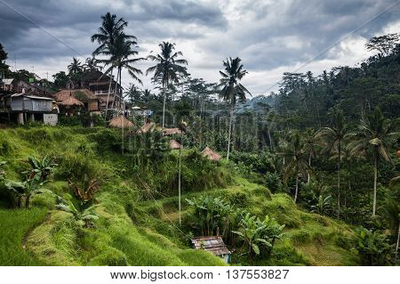 Holiday in Bali, Indonesia - Tegallalang Rice Terrance