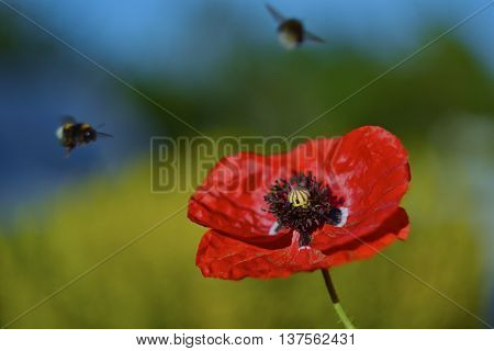 Poppy and bee in the summer garden