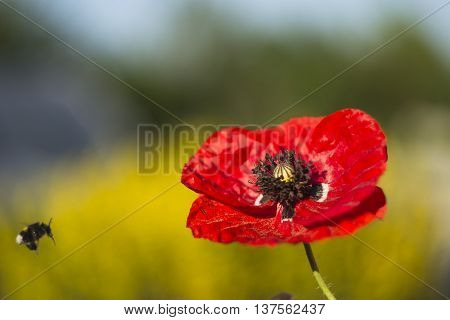 Poppy and bee in the summer garden
