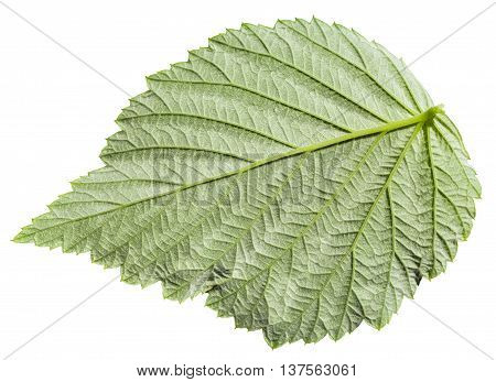 Back Side Of Green Leaf Raspberry Plant