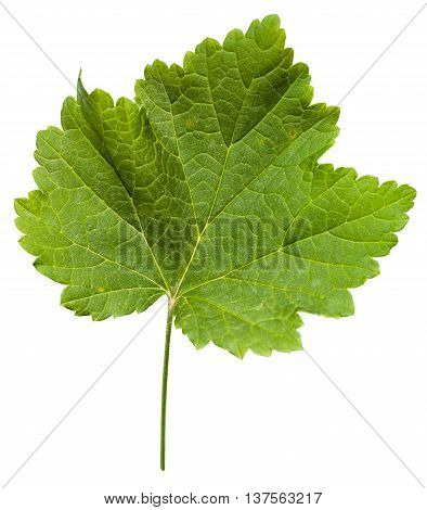 Fresh Leaf Of Grape Vine Plant (vitis Vinifera)