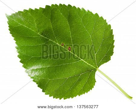 Green Leaf Of Morus Tree (black Mulberry) Isolated