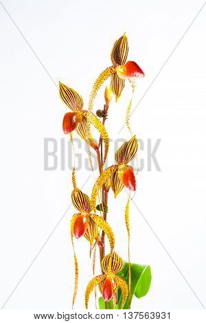 paph booth's sand lady,  Orchids are exotic and beautiful.