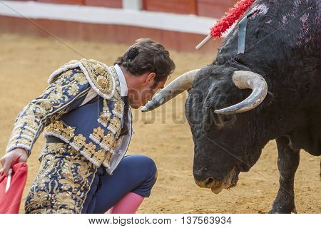 Pozoblanco Spain - September 23 2011: The Spanish Bullfighter David Fandila El Fandi bullfighting with the crutch a few inches of the bull's head in the Bullring of Pozoblanco Spain