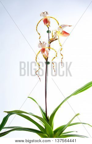 Paphiopedilum stonei. Orchids that look strange and beautiful.