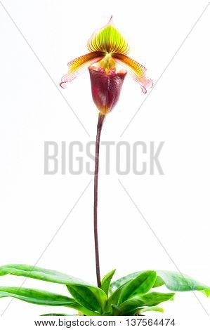 Paphiopedilum superbiens (Rchb. f.) Orchids that look strange and beautiful.