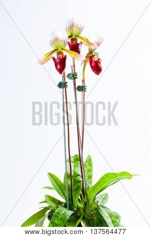 Paph. barbatum ('Red Pouch' x 'Barbara') Orchids that look strange and beautiful.