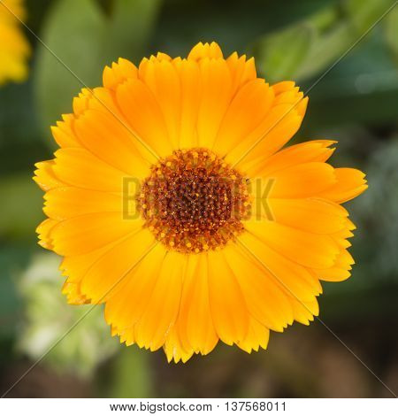 Common or Pot Marigold Calendula officinalis flower macro with soft edges selective focus shallow DOF