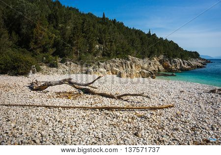Tree Trunk With Branches On The Beach Dafnoudi, Kefalonia, Greece