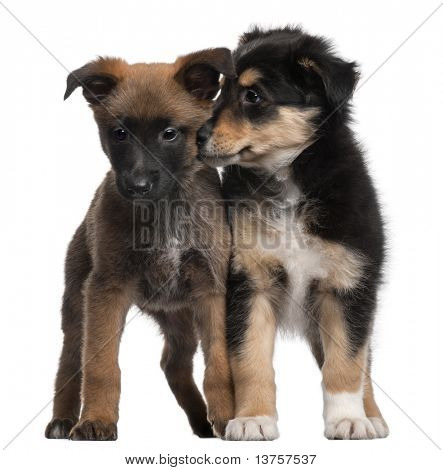 Berger Malinois a smíšené plemeno dorostenec, 7 týdnů starý, stojící před bílým pozadím