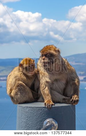 Close up of the famous wild macaques that are relaxing in Gibraltar Rock. The Gibraltar monkeys are one of the most famous attractions of the British overseas territory.