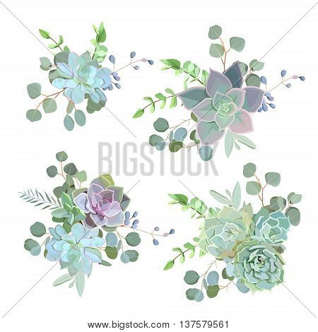Green colorful succulent Echeveria vector design objects. Natural cactus bouquets in modern funky style.