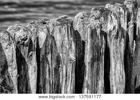Close up from Wodden groyne in black and white