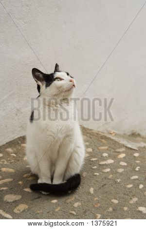 Attento gatto